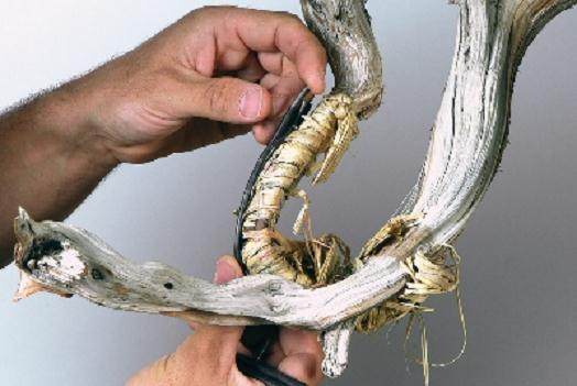 图解 桧柏盆景怎么弯曲的过程