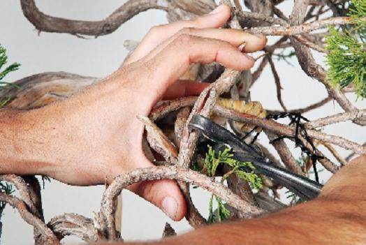 图解 桧柏盆景怎么弯曲的过程