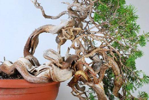 图解 桧柏盆景怎么弯曲的过程