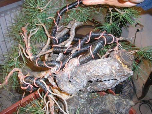 图解 5年制作樟子松盆景发芽修剪的过程