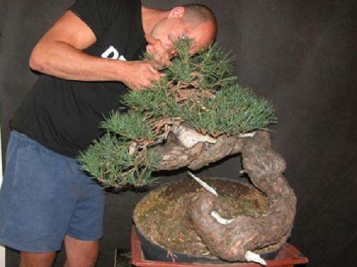 图解 5年制作樟子松盆景发芽修剪的过程