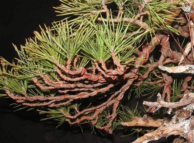 图解 5年制作樟子松盆景发芽修剪的过程