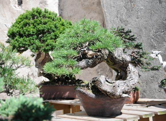 图解 5年制作樟子松盆景发芽修剪的过程