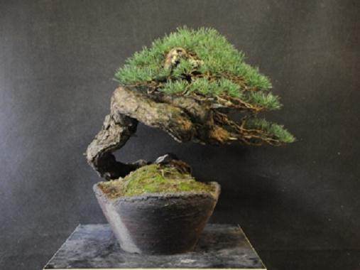 图解 5年制作樟子松盆景发芽修剪的过程