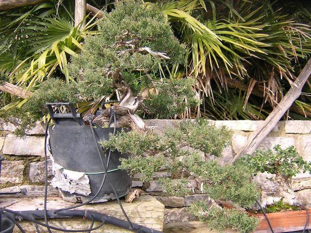 外国盆友制作柏树盆景的过程