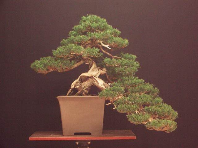 外国盆友制作柏树盆景的过程