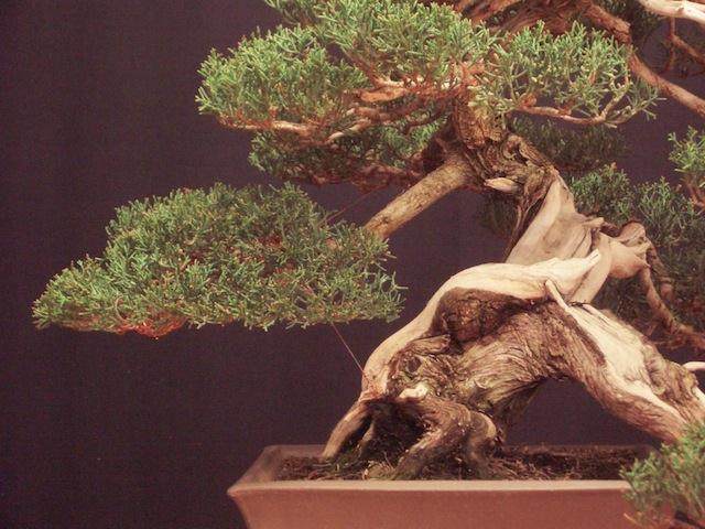 图解 外国盆友怎么制作柏树盆景的过程