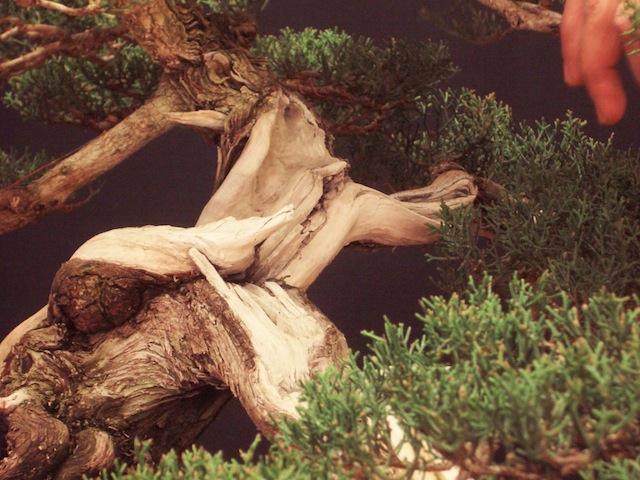 图解 外国盆友怎么制作柏树盆景的过程