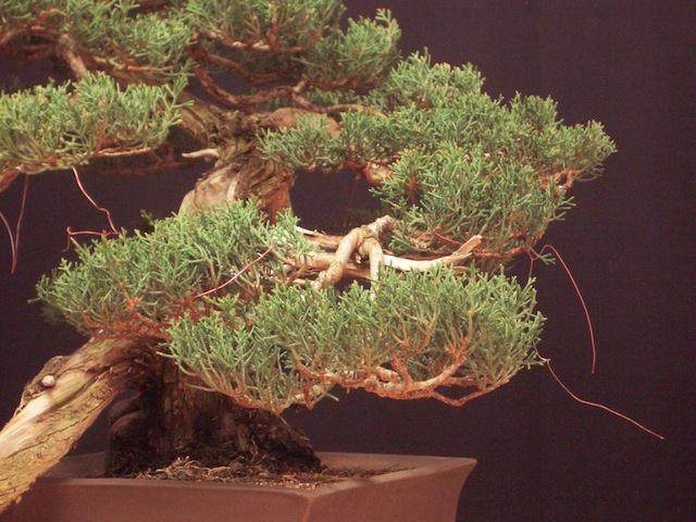 图解 外国盆友怎么制作柏树盆景的过程