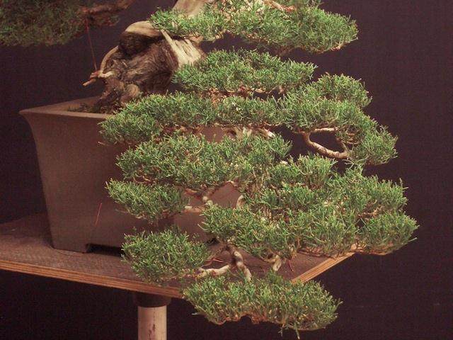 图解 外国盆友怎么制作柏树盆景的过程