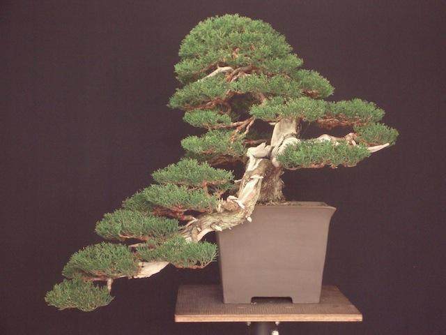 图解 外国盆友怎么制作柏树盆景的过程