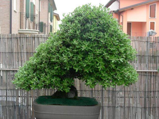 图解 5年来怎么制作栎树盆景的过程