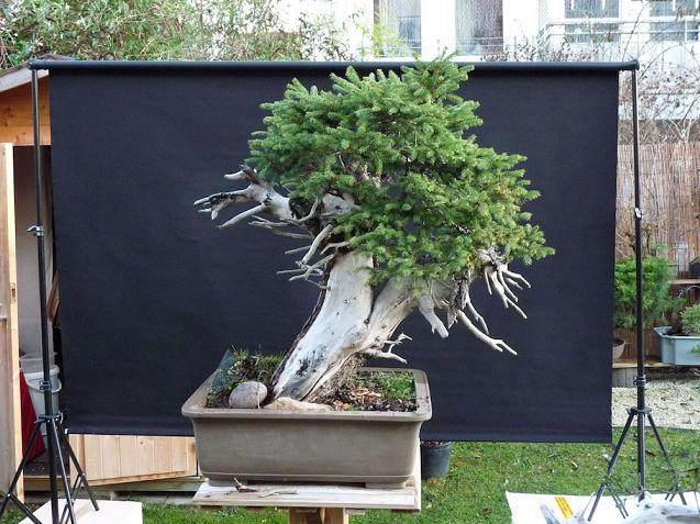 欧洲云杉盆景的制作过程