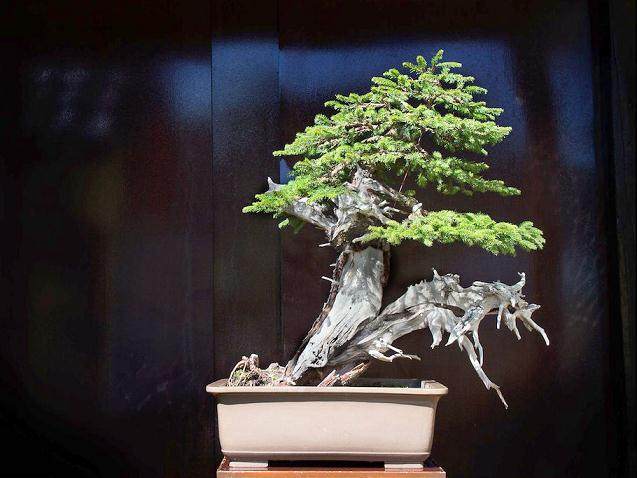 欧洲云杉盆景怎么制作的8个过程