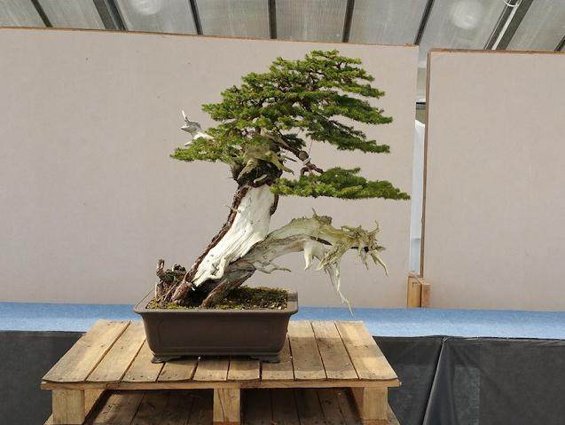 欧洲云杉盆景怎么制作的8个过程