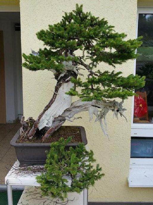 欧洲云杉盆景怎么制作的8个过程