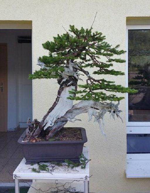 欧洲云杉盆景怎么制作的8个过程