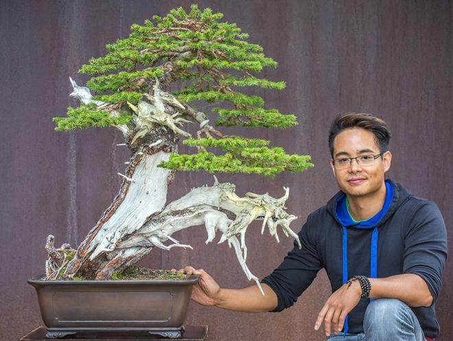 欧洲云杉盆景怎么制作的8个过程