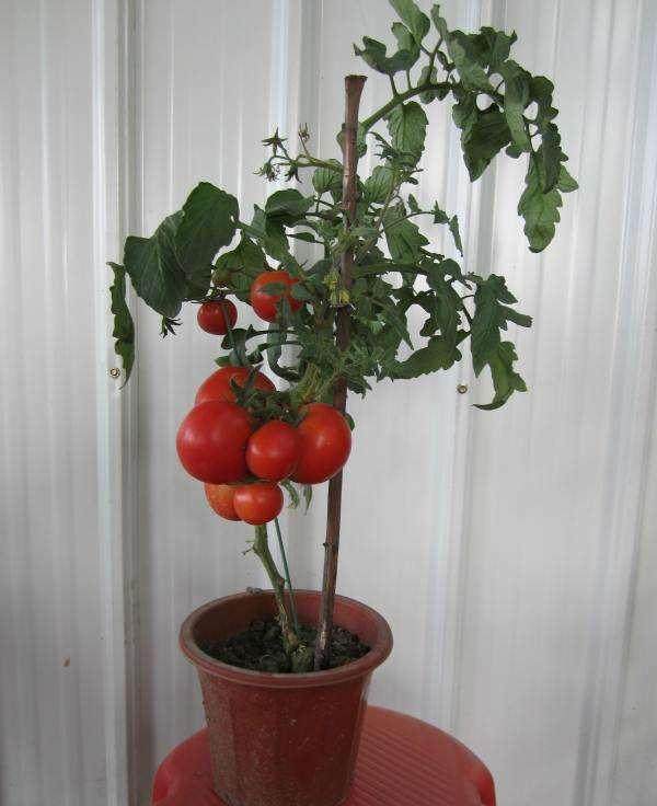 盆景蔬菜:家庭园艺新亮点