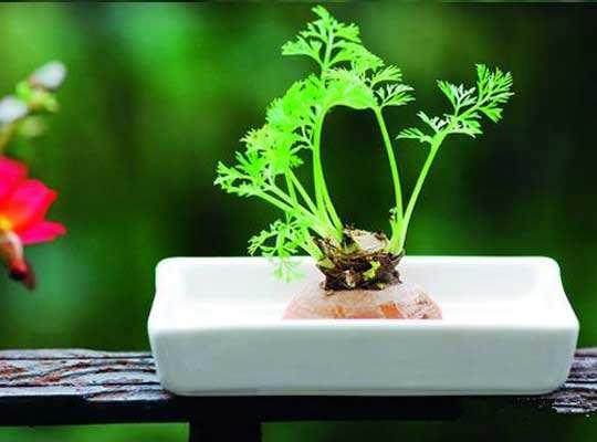 盆景蔬菜发展的4大现状