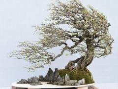 盆景在全国各地未能普及 但市场有个规律