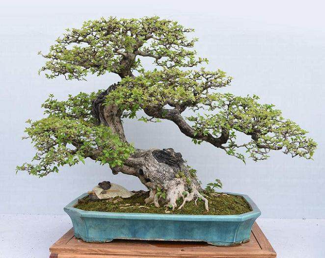 盆景与园林造景手法及其特征比较研究