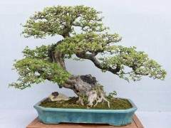 盆景与园林造景手法及其特征比较研究