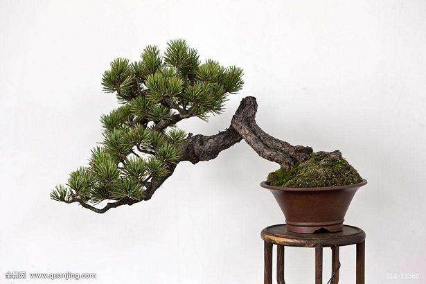 盆景与园林造景手法及其特征比较研究