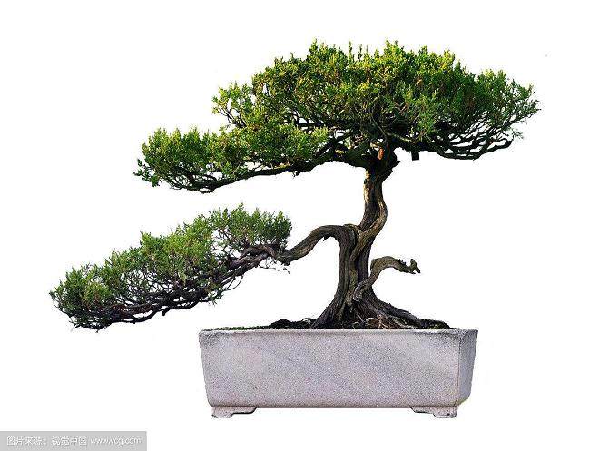 盆景园的植物种植设计