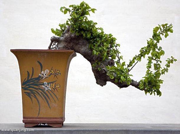 盆景与陈设环境的关系