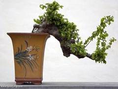 盆景与陈设环境的关系