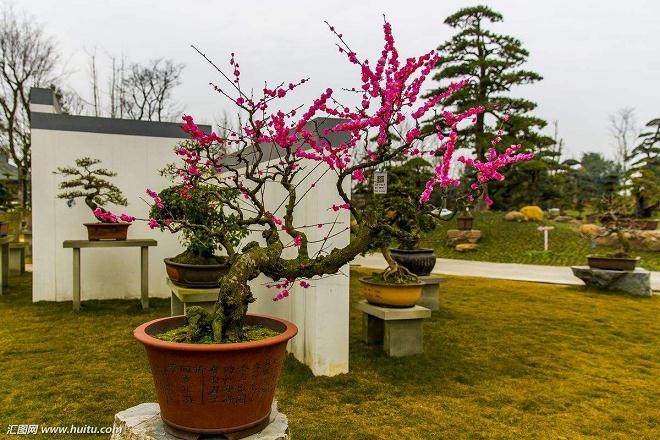 盆景造型与养护 -- 浇水与病虫害防治