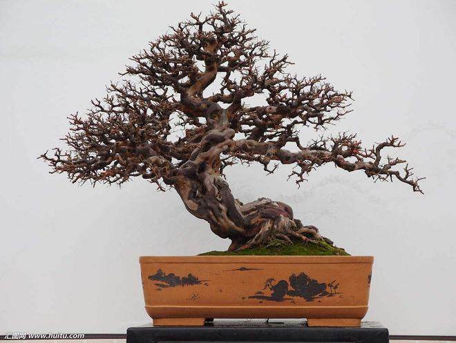 苏州的拙政园、留园和虎丘均开辟了盆景园