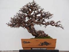 苏州的拙政园留园和虎丘均开辟了盆景园