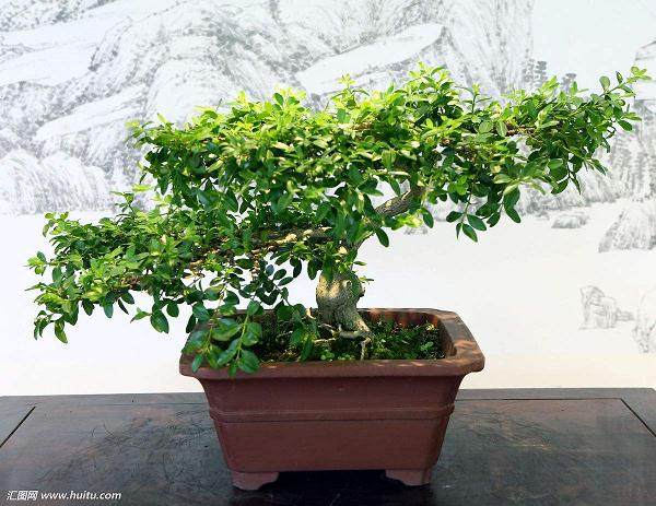 浅谈瓜子黄杨盆景的制作与养护