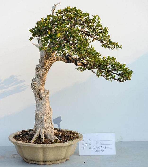 浅谈瓜子黄杨盆景的制作与养护