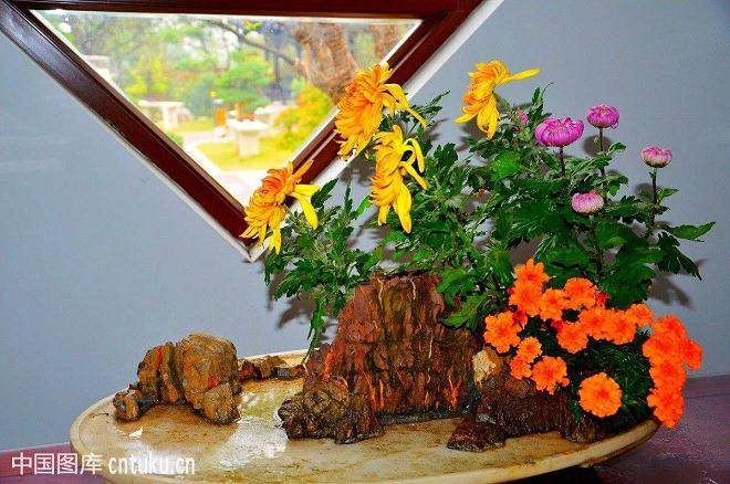 开封菊花盆景商业化生产的途径探讨