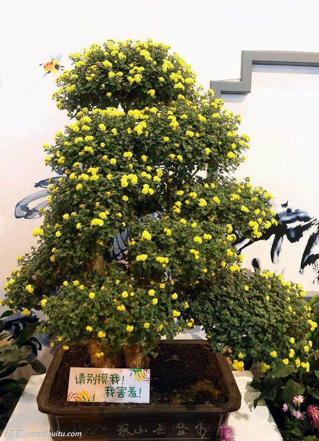 开封菊花盆景商业化生产的途径探讨