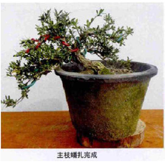 雀舌黄杨小盆景的制作技巧