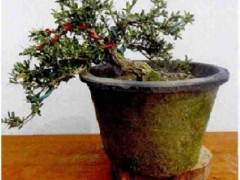 栽植雀舌黄杨小盆景的制作技巧