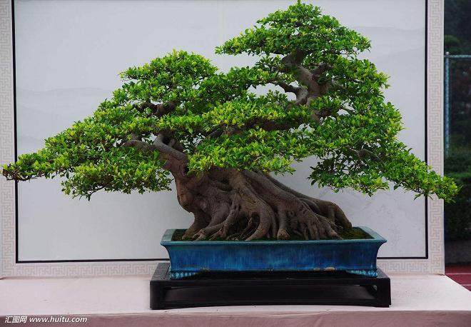 榕树盆景的制作技巧与养护