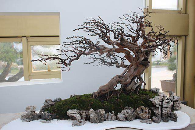 如皋花木盆景产业发展如火如荼