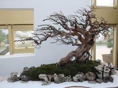 如皋花木盆景产业发展如火如荼