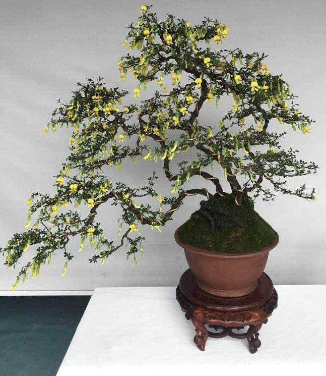 如皋市花木盆景文化产业现状