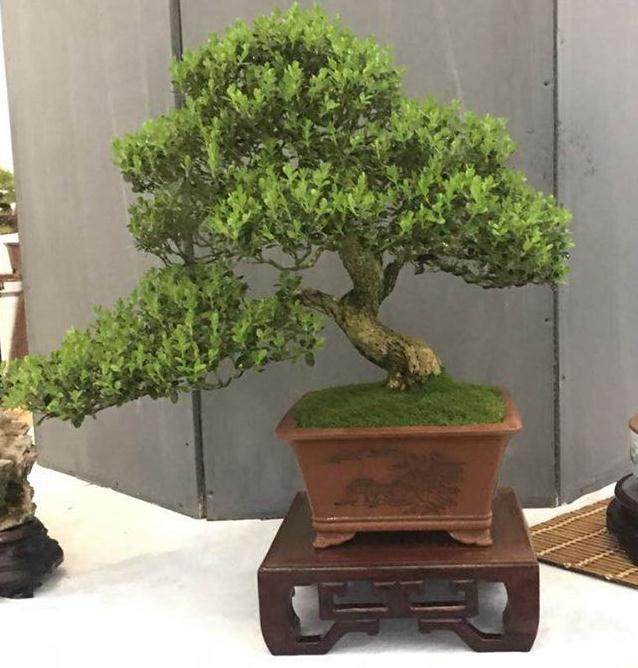 目前制约如皋花木盆景产业发展因素