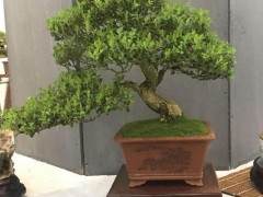 目前制约如皋花木盆景产业发展因素