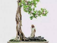 发展如皋盆景的对策及建议