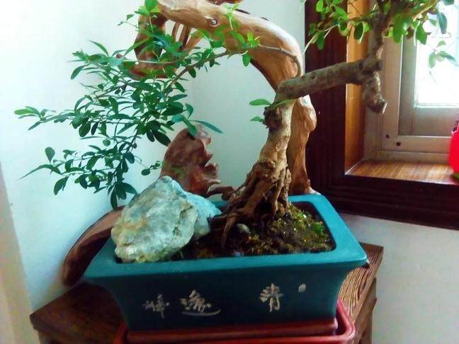 浅谈盆景艺术的4个特征