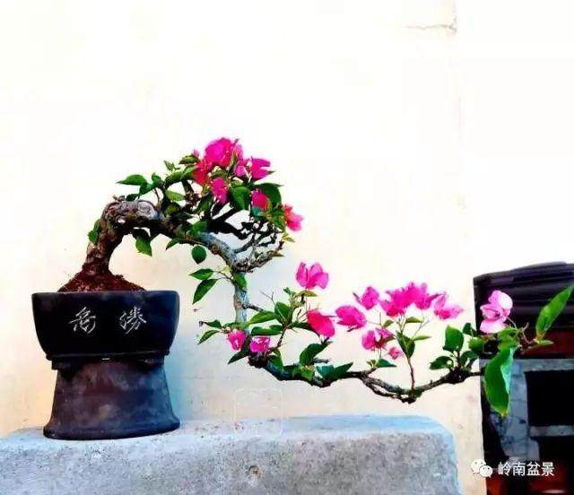 王军盆景作品及设计图欣赏