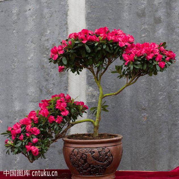 杜鹃花盆景的养护和注意事项